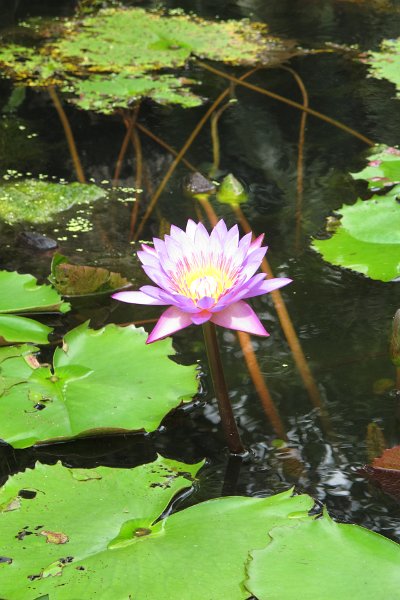 Vietnam - Cambodge - 0840.JPG
